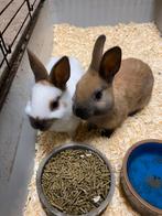 Jonge dwerg konijntjes, Dieren en Toebehoren, Meerdere dieren, Dwerg, 0 tot 2 jaar