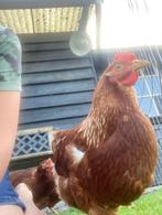 Eieren legkip, Geslacht onbekend, Kip