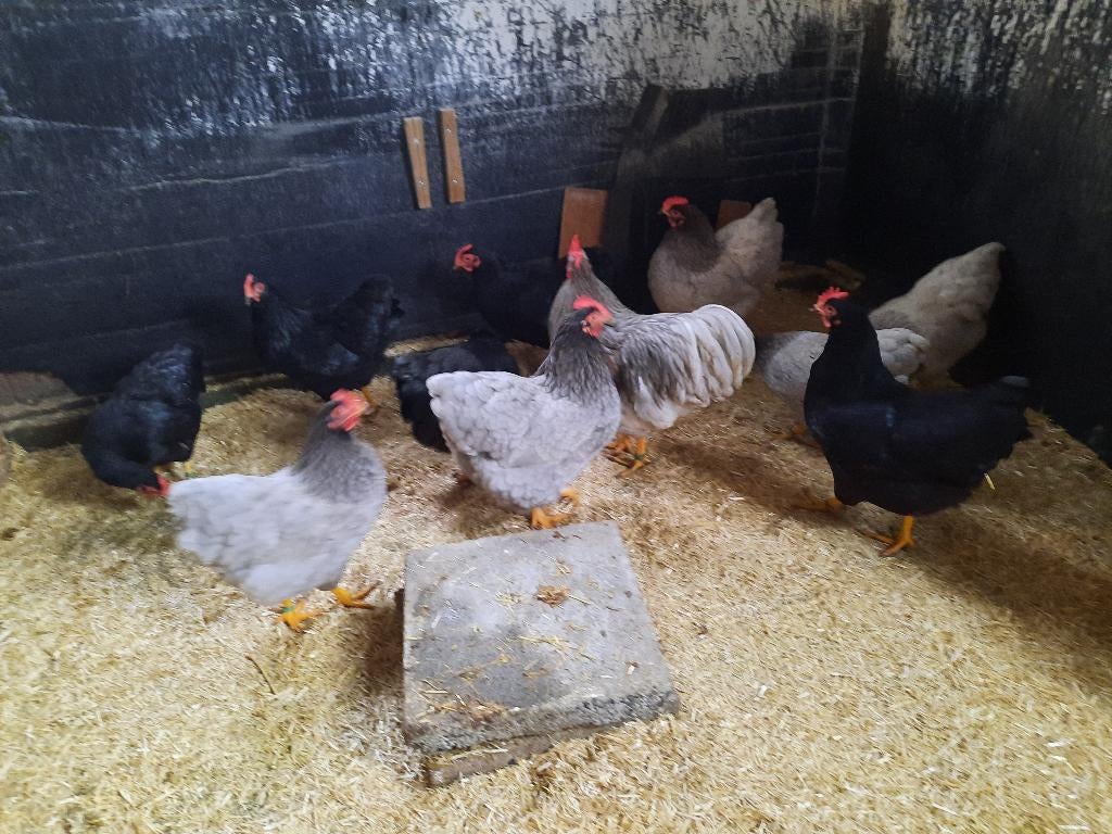 Broedeieren van blauwe en zwarte Plymouth Rock krielen., Dieren en Toebehoren, Geslacht onbekend, Kip