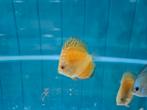 Yellow Checkerboard Discus, Symphysodon Discus, Dieren en Toebehoren, Vissen | Aquariumvissen, Vis, Zoetwatervis
