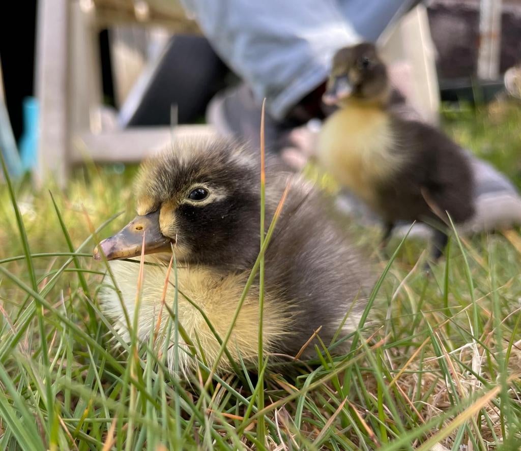 kuikens pulletjes loopeendjes gister geboren, Dieren en Toebehoren, Pluimvee