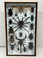 Opgezette insecten in lijst 36 x 20 x 3.5 cm