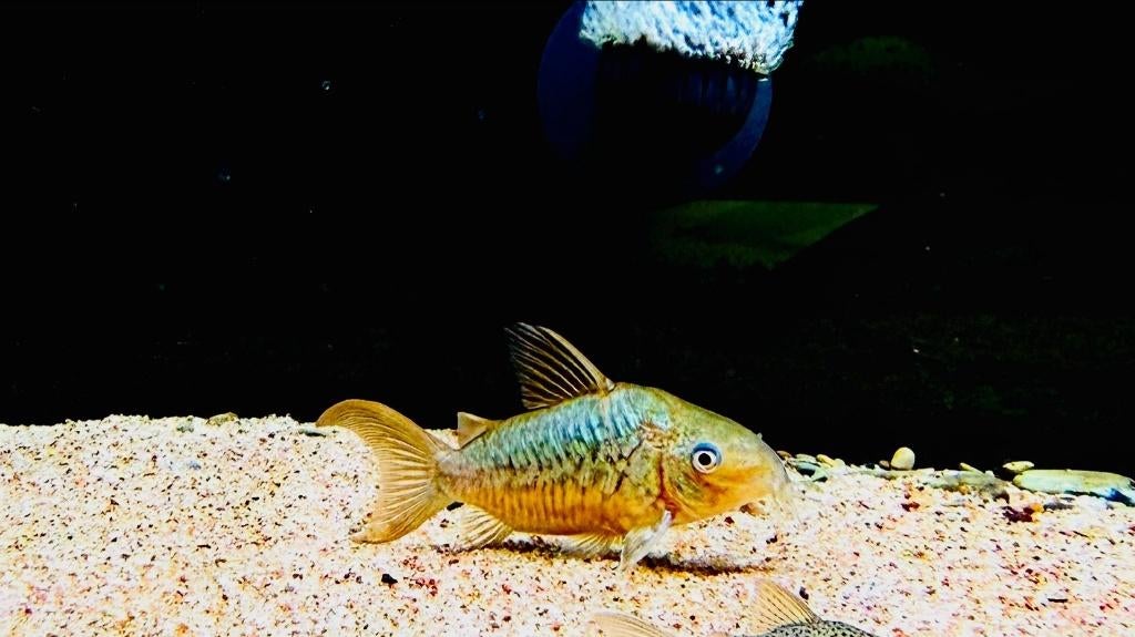 Corydoras opvang, Vis, Zoetwatervis, Schoolvis