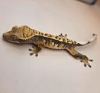 Wimpergekko Crested gecko SALE, Dieren en Toebehoren, Hagedis, Tam, 0 tot 2 jaar