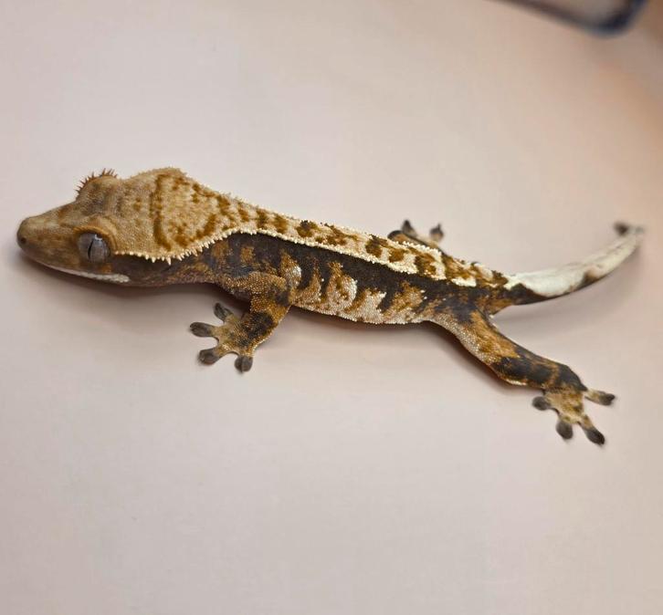 Wimpergekko Crested gecko SALE Crested Gecko - unknown for sale from millim
