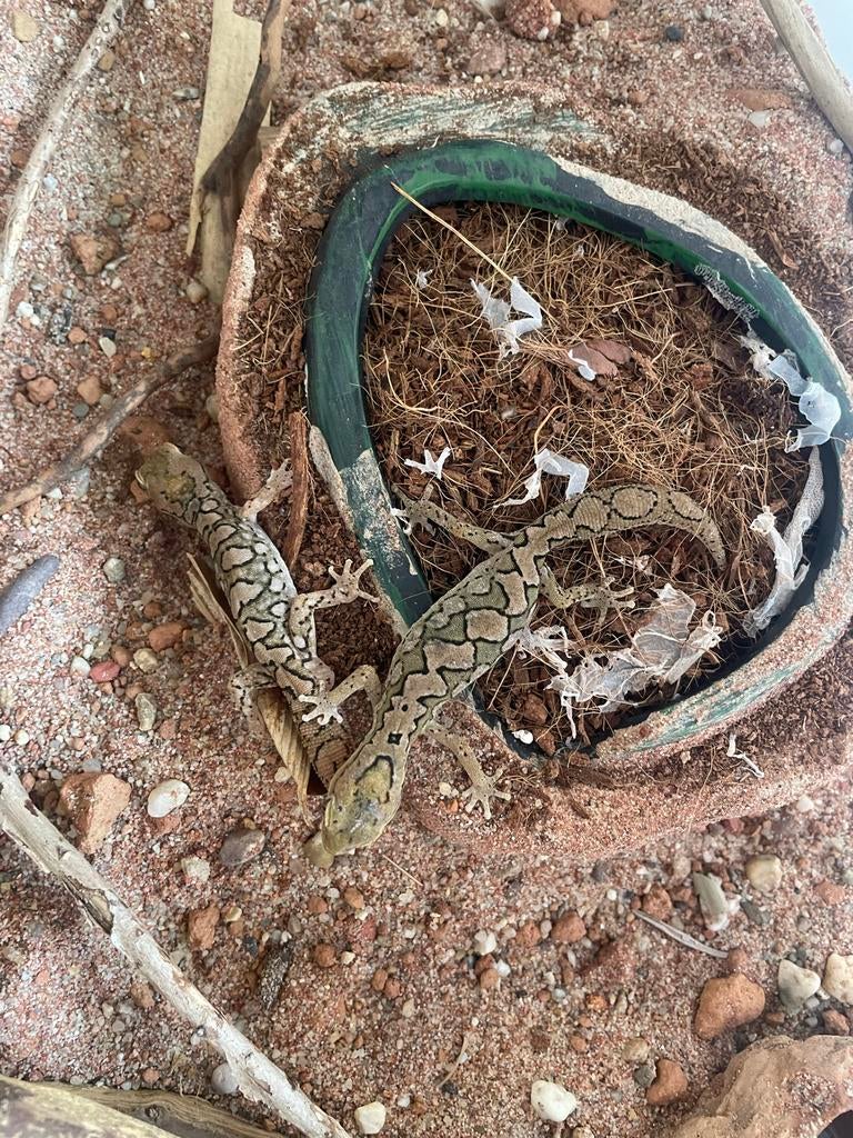 1.1 Diplodactylus furcosus cb24, Dieren en Toebehoren, Reptielen en Amfibieën, 0 tot 2 jaar