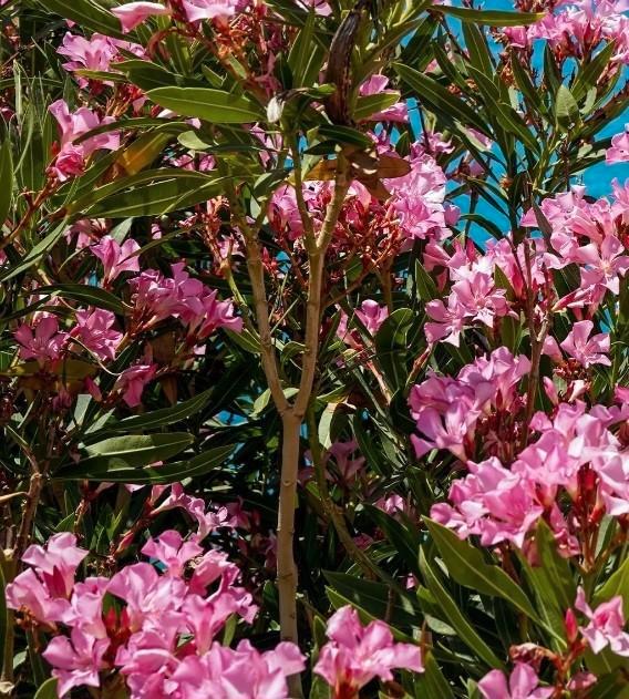 Biologische OLEANDER ZADEN 20 stuks, Tuin en Terras, Bloembollen en Zaden, Zaad, Voorjaar, Volle zon, Ophalen of Verzenden