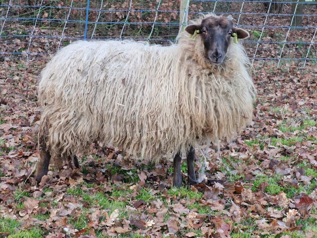 2 Drents heideschaap en 2 skudde kruising., Dieren en Toebehoren, Vrouwelijk, Schaap