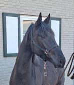 3 jarige hengst v.Extreme US. LAGE PRIJS!, Dieren en Toebehoren, Paarden, Hengst, Dressuurpaard, 3 tot 6 jaar