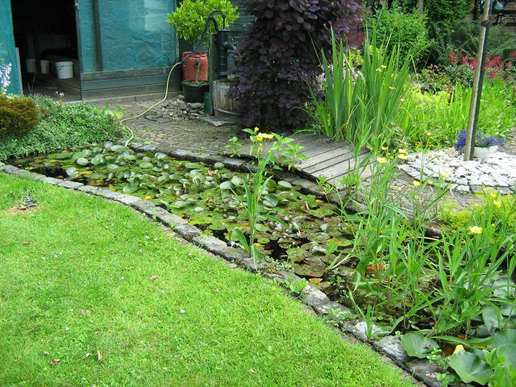Vijverplanten o.a. waterlelies, rietplanten & kalmoes tekoop, Ophalen, Nieuw