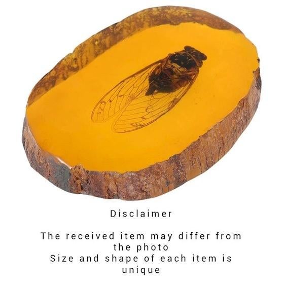 Fossiel insect in hars, Ophalen of Verzenden, Fossiel