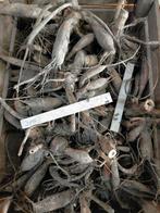 Dahlia knollen, Ophalen, Volle zon, Knol