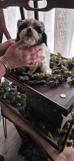 Mooie shihpoo pups te koop, Overige rassen, 8 tot 15 weken, Meerdere, Meerdere dieren