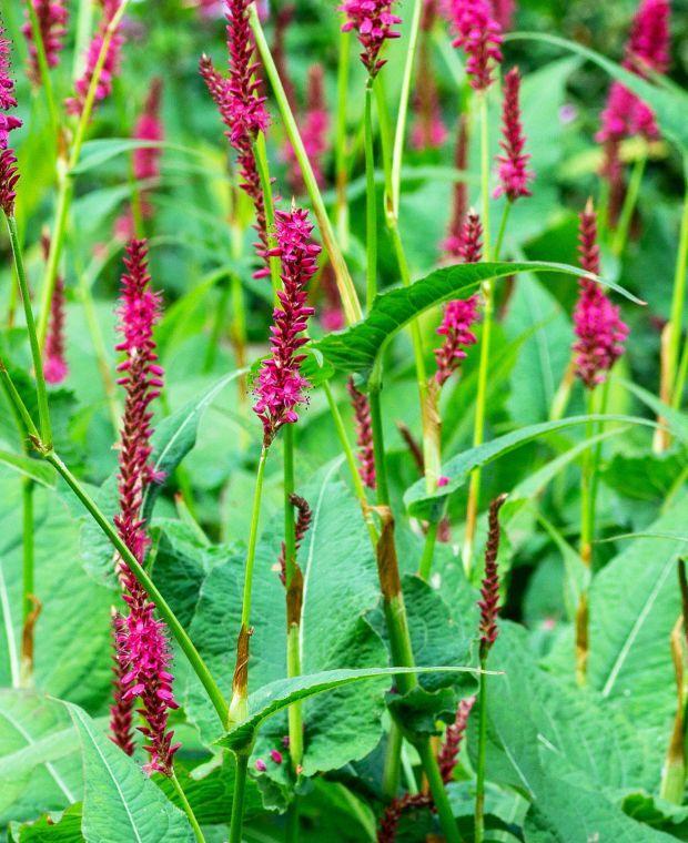Persicaria amplexicaulis 'Speciosa' - Roodroze Duizendknoop, Tuin en Terras, Planten | Tuinplanten, Overige soorten, Volle zon