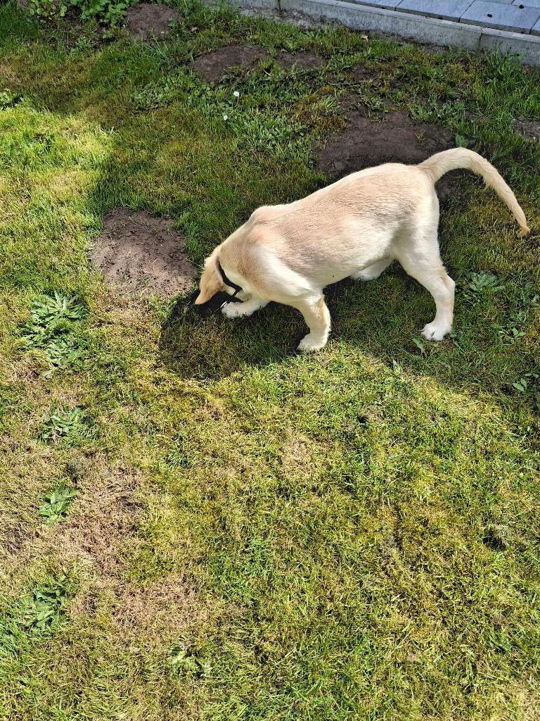 Te koop hond coltriever, Dieren en Toebehoren, Golden retriever, België, Fokker | Hobbymatig, Reu