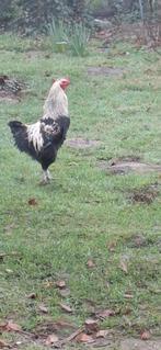 haantjes gratis, Mannelijk, Kip