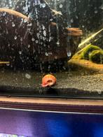 Posthoornslakken | Goede algeneters!, Dieren en Toebehoren, Vis