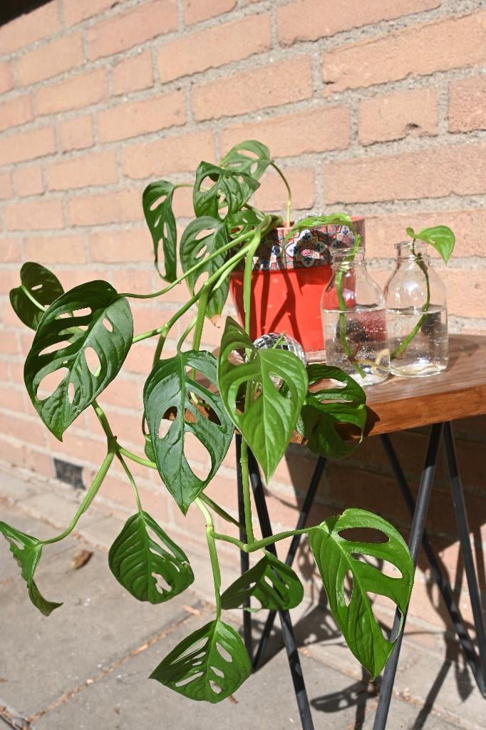 Stekje Monkey Mask (Monstera adansonii) plant, Overige soorten, Minder dan 100 cm, Groene kamerplant, Halfschaduw
