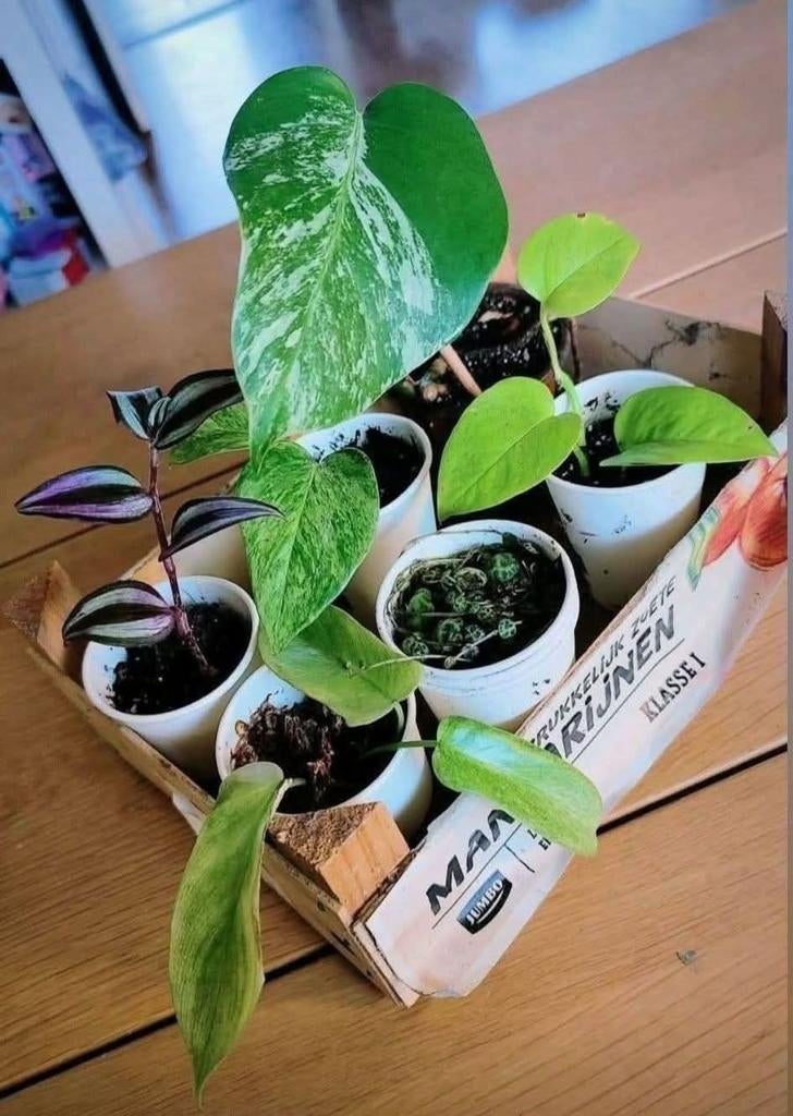 Kamerplanten mini's pakket, Huis en Inrichting, Kamerplanten, Ophalen, Halfschaduw, Minder dan 100 cm