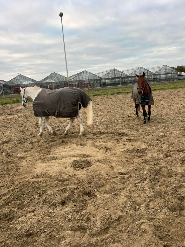 Hulp nodig  met  u paard of pony, Ophalen, Nieuw, Overige soorten