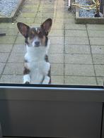 Welsh corgi te koop, Dieren en Toebehoren, Overige rassen, Teef, Parvo, Eén hond