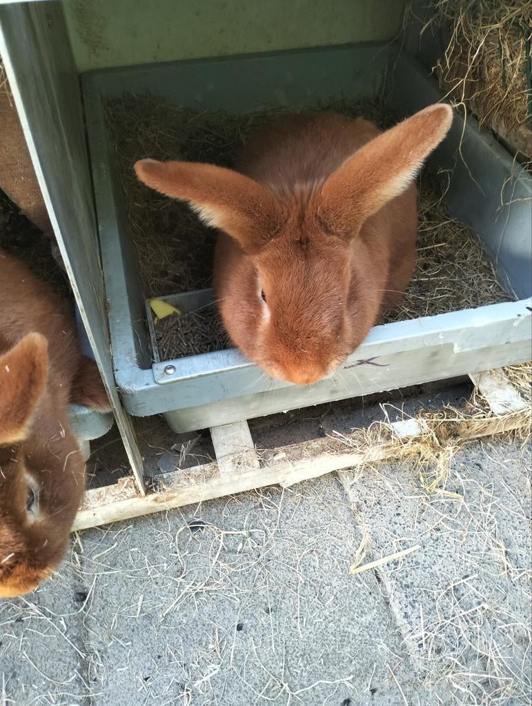 Van tt fokker rode nieuw zeelanders rammen, Mannelijk, Middelgroot, 0 tot 2 jaar