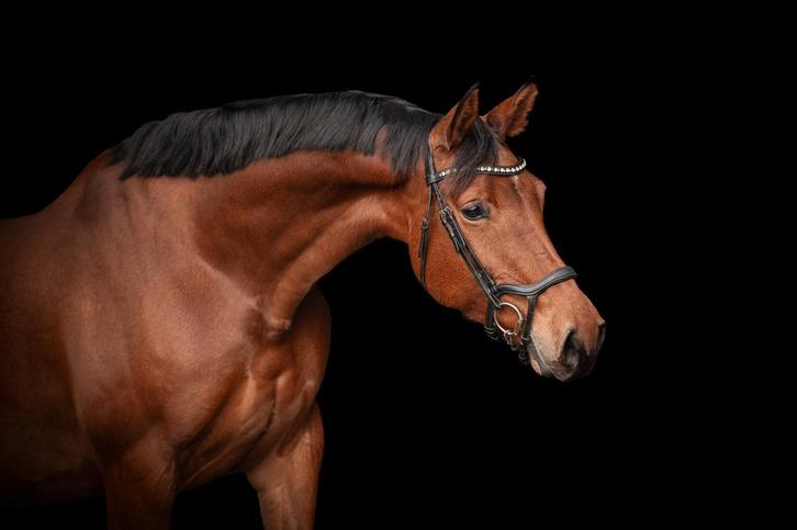 6 jarige springpaard merrie, Dieren en Toebehoren, Paarden, Merrie, B, 165 tot 170 cm, 3 tot 6 jaar, Springpaard, Met stamboom