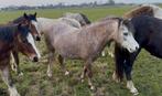 Super Mooie Welsh A Merrie, Dieren en Toebehoren, Merrie, A pony (tot 1.17m), Met stamboom, 3 tot 6 jaar