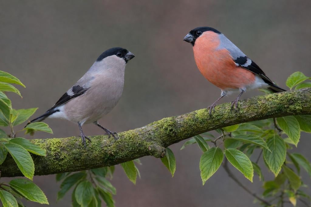 Gevraagd koppel Noordse Goudvink, Meerdere dieren, Tropenvogel, Geringd