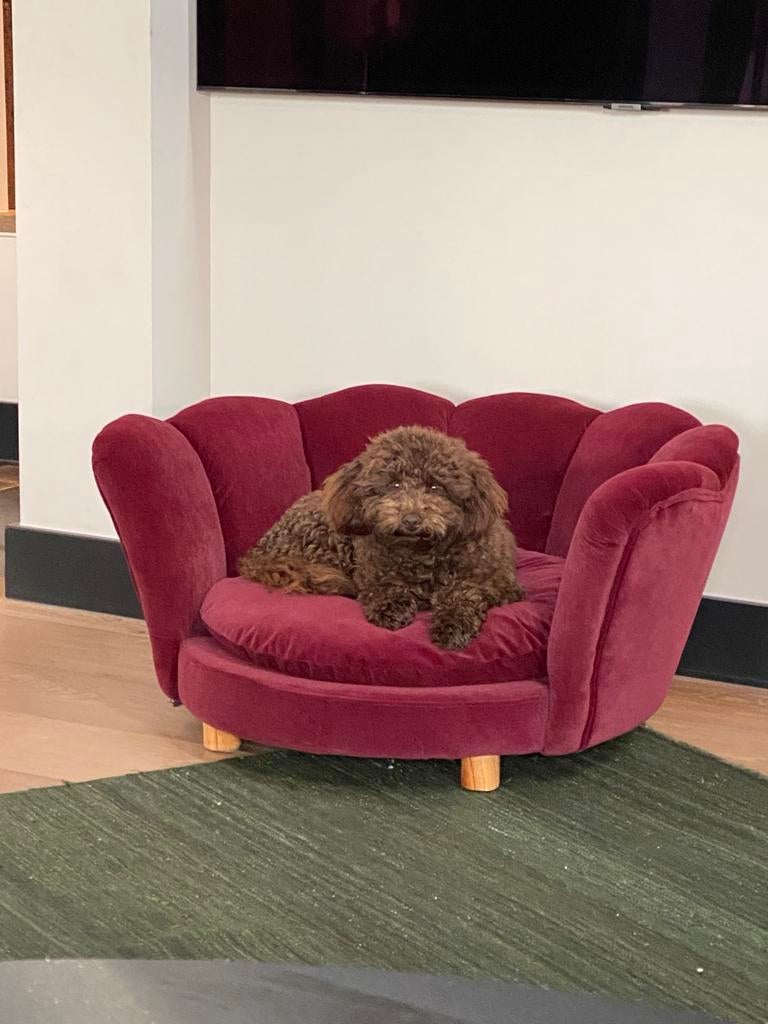 Leuke honden mand, Ophalen, Zo goed als nieuw, Stof