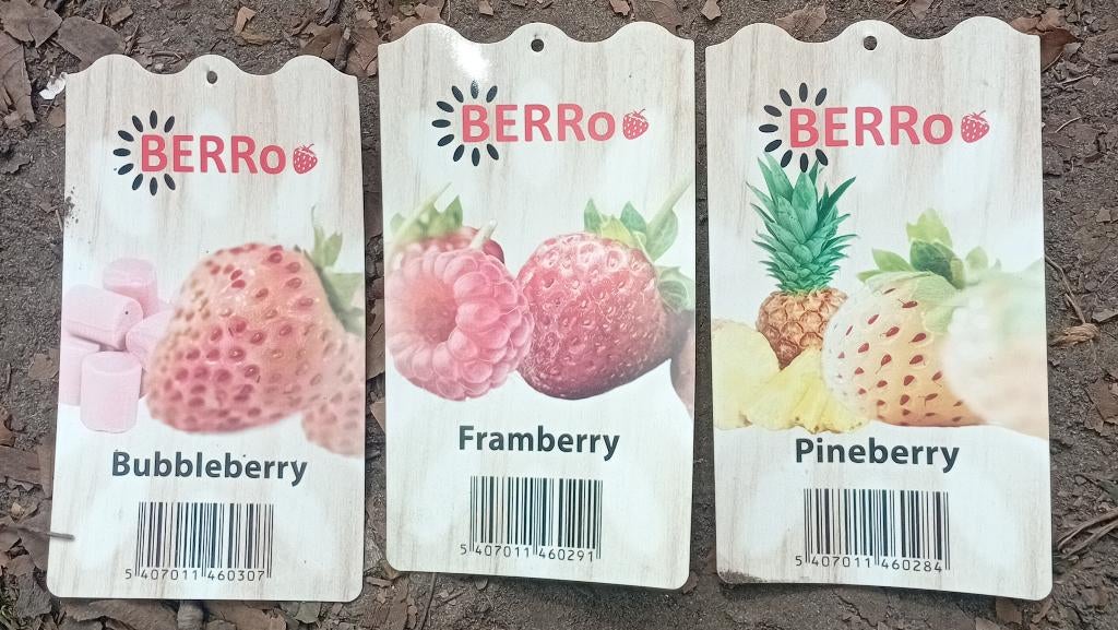 Aardbij annas,bubbelgum en framboose, Ophalen of Verzenden, Minder dan 100 cm, Overige soorten, Lente