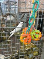 Muisparkiet, Meerdere dieren, Parkiet