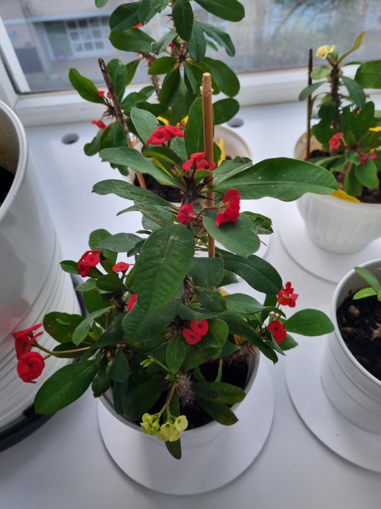 Oude beschilderde bamboe tafel met bloemen en vogels - jaren 30/40