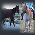 Stalling gezocht, Dieren en Toebehoren, Weidegang, 2 of 3 paarden of pony's