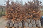 Pallets beukenhagen + kluit ‼️AKTIE‼️, Ophalen of Verzenden, Laurier, 100 tot 250 cm