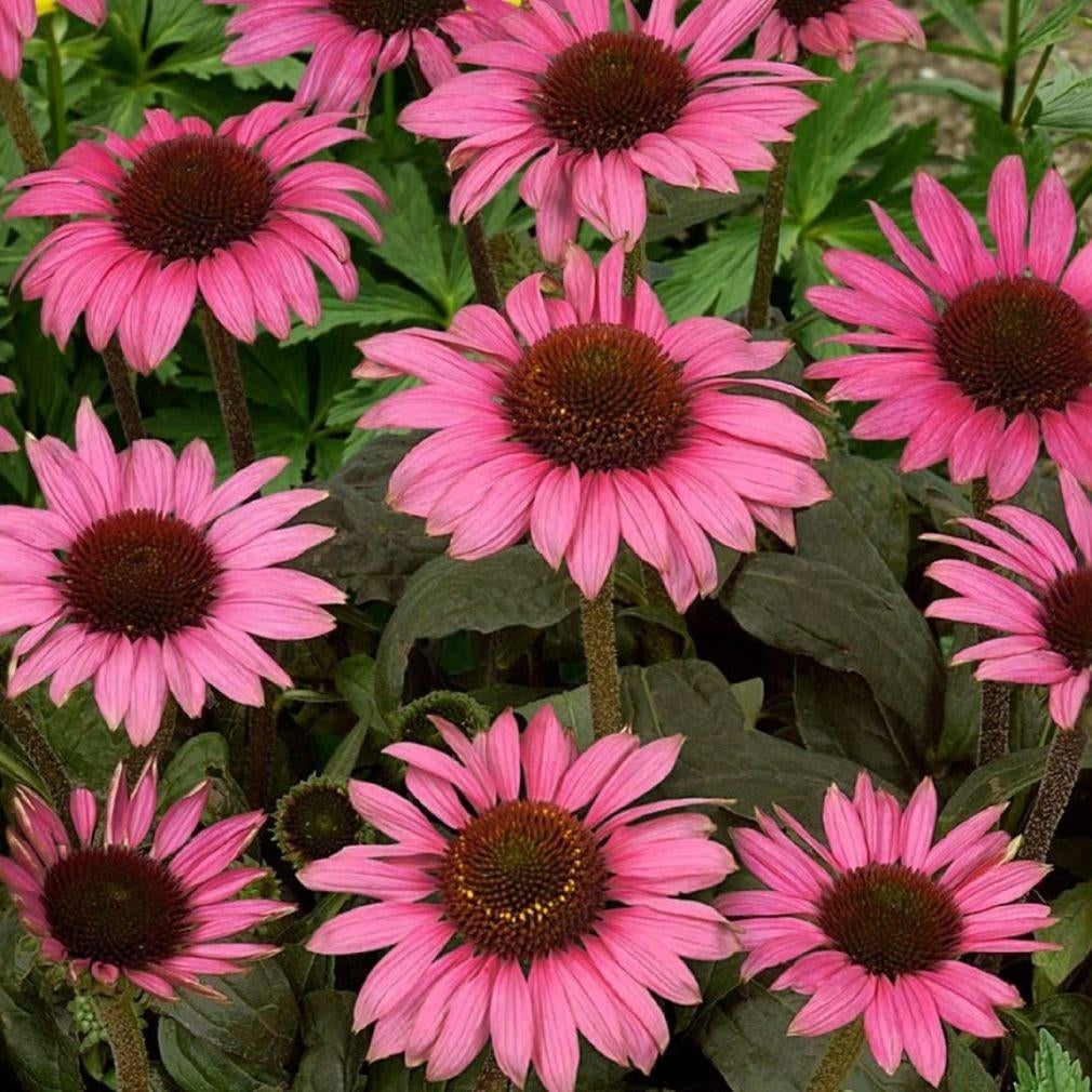 Diverse vaste planten echinicea, Tuin en Terras, Ophalen of Verzenden, Volle zon