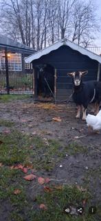 Hondenhok/geitenhokje, oud maar goed bruikbaar, €10,-  p/st, Ophalen