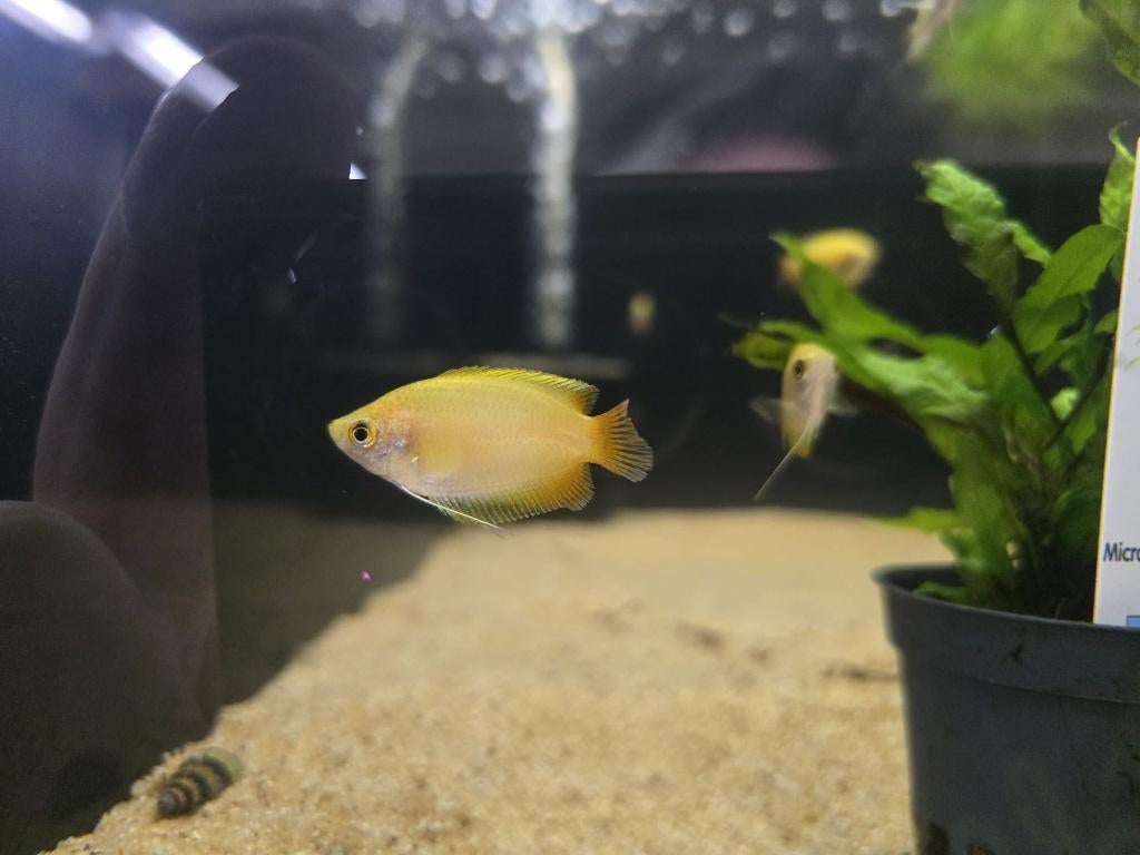 Honing Goerami (Gold), Dieren en Toebehoren, Vissen | Aquariumvissen, Vis, Zoetwatervis
