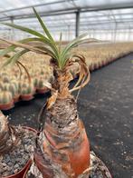 Caudex Boophane Disticha uit Zuid Afrika in 13 cm pot, Overige soorten, Ophalen of Verzenden, In pot, Minder dan 100 cm