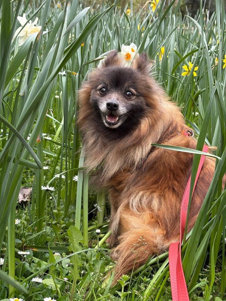 Rustige Pomeriaan teef (5–6 jaar) zoekt rustig thuis, 6 jaar of ouder, Particulier, Overige rassen, Buitenland