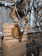 Afwijkend gewei opgezet ree shoulder borst preparaat hert, Ophalen of Verzenden, Nieuw, Hert, Opgezet dier