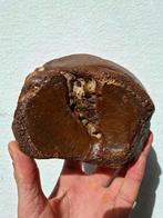 Mammoet astragalus rolbeen ijstijd, Ophalen of Verzenden, Fossiel