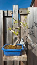 Bonsai Ginkgo japanse notenboom, Ophalen, Bloeit niet, Halfschaduw, Overige soorten