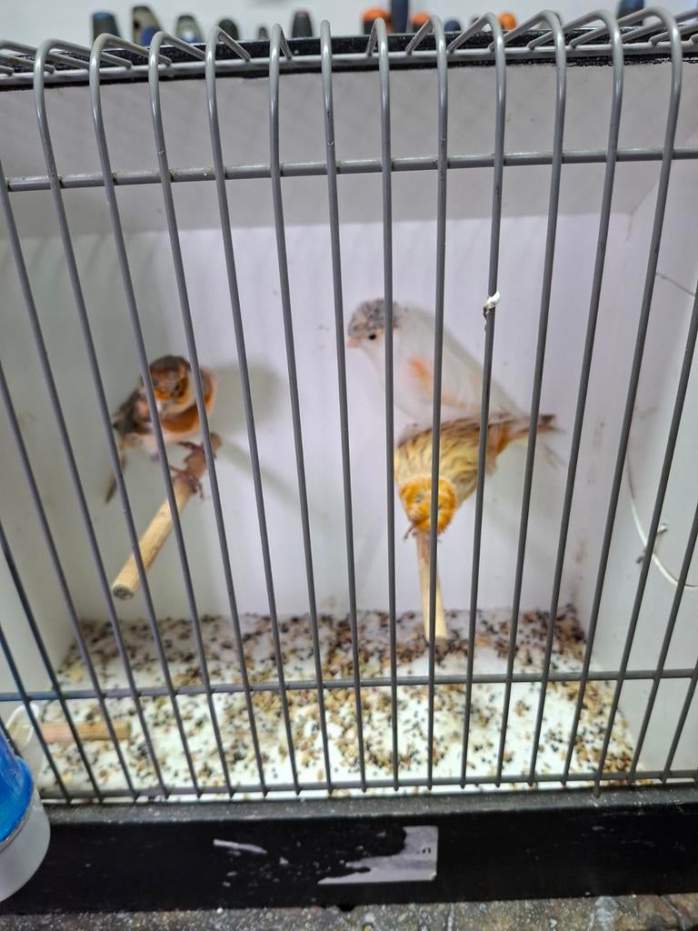 Harlekijn kanaries, Dieren en Toebehoren, Vogels | Kanaries, Meerdere dieren, Kleurkanarie