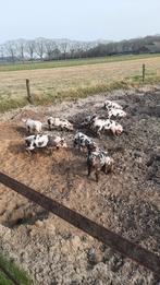 Bonte beintheimer biggen te koop geen stamboek, Meerdere dieren, Schaap
