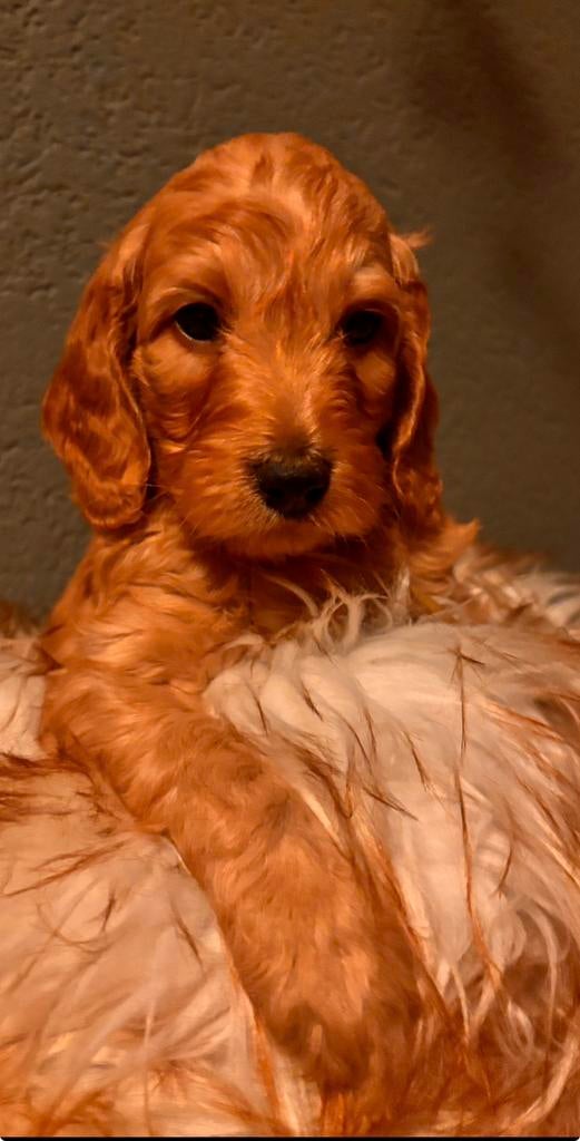 Cockapoo/labradoodle pups NOG 2 REUTJES BESCHIKBAAR, Dieren en Toebehoren, Honden | Retrievers, Spaniëls en Waterhonden, Parvo