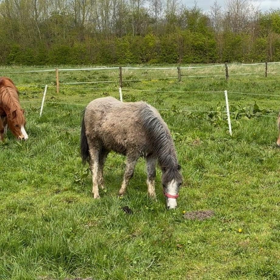 Verzorgpony aangeboden