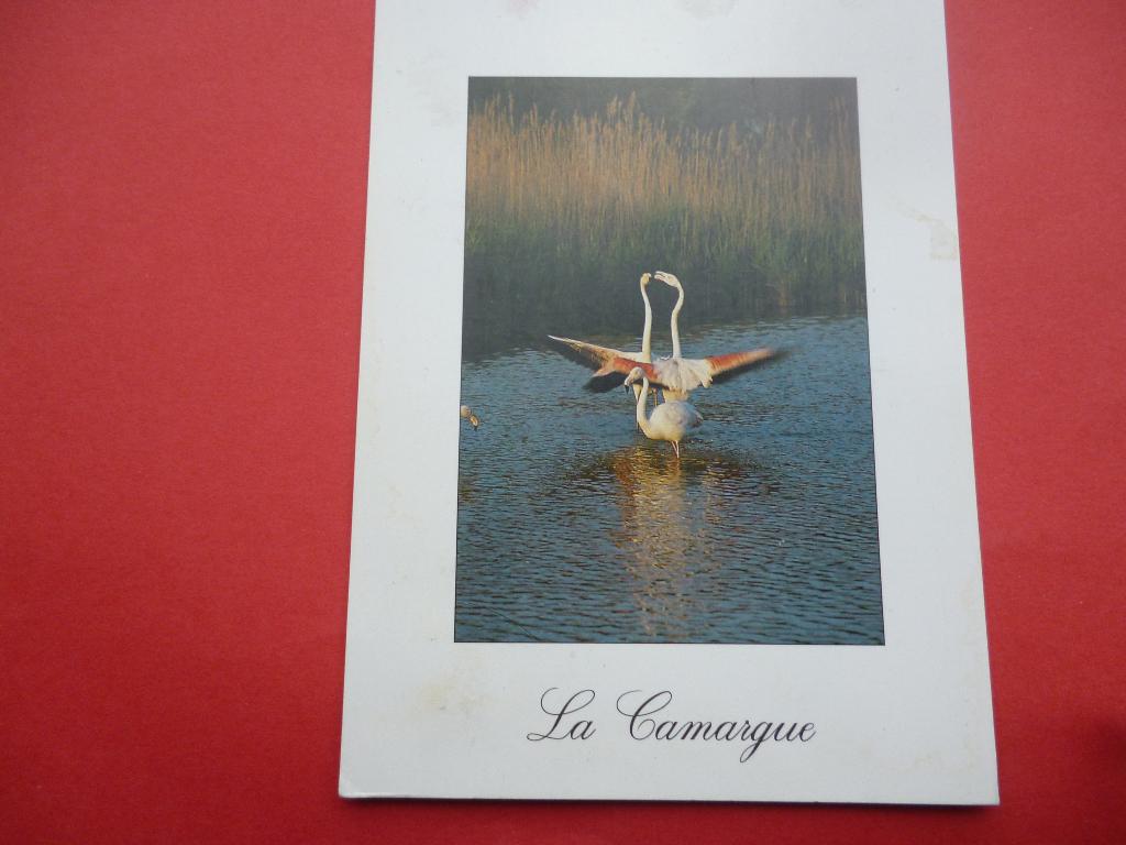 ansichtkaart La Camargue, Ophalen of Verzenden, 1980 tot heden, Gelopen, Frankrijk