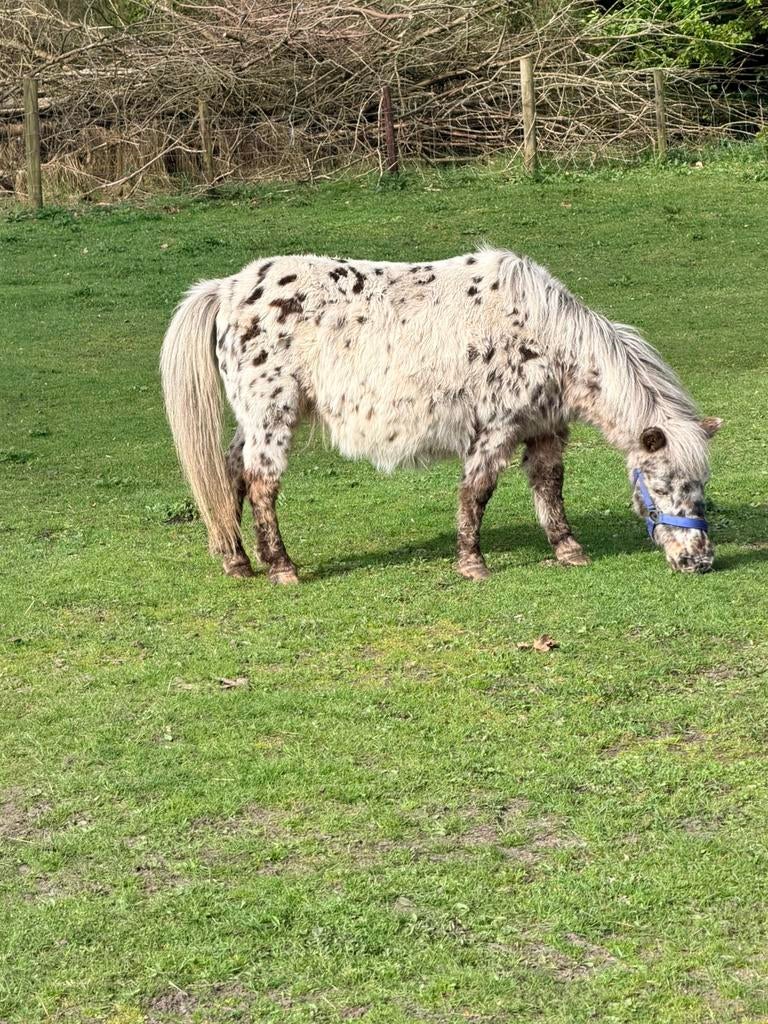 Appaloosa merrie drachtig, Dieren en Toebehoren, Pony's, Merrie, A pony (tot 1.17m)