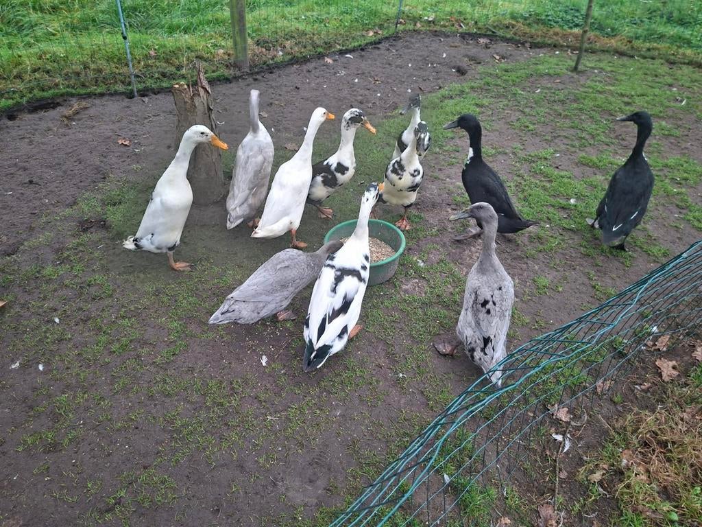 Broedeieren loopeenden, Dieren en Toebehoren, Geslacht onbekend, Eend